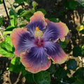 Multicolored flower with pink and purple petals in a garden setting