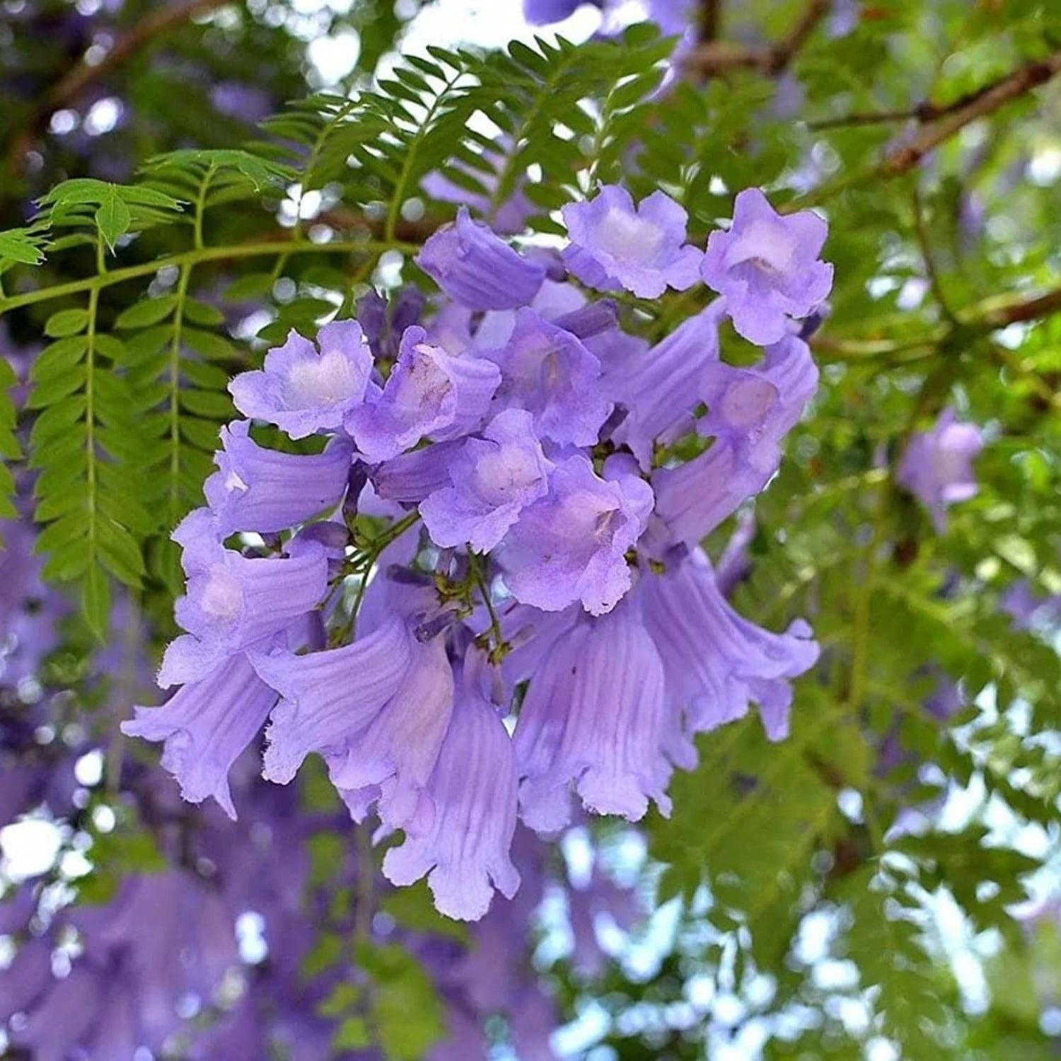 purple flower bloom on a tree branch
