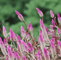 Silver Bloom Plumes– 40 Seeds