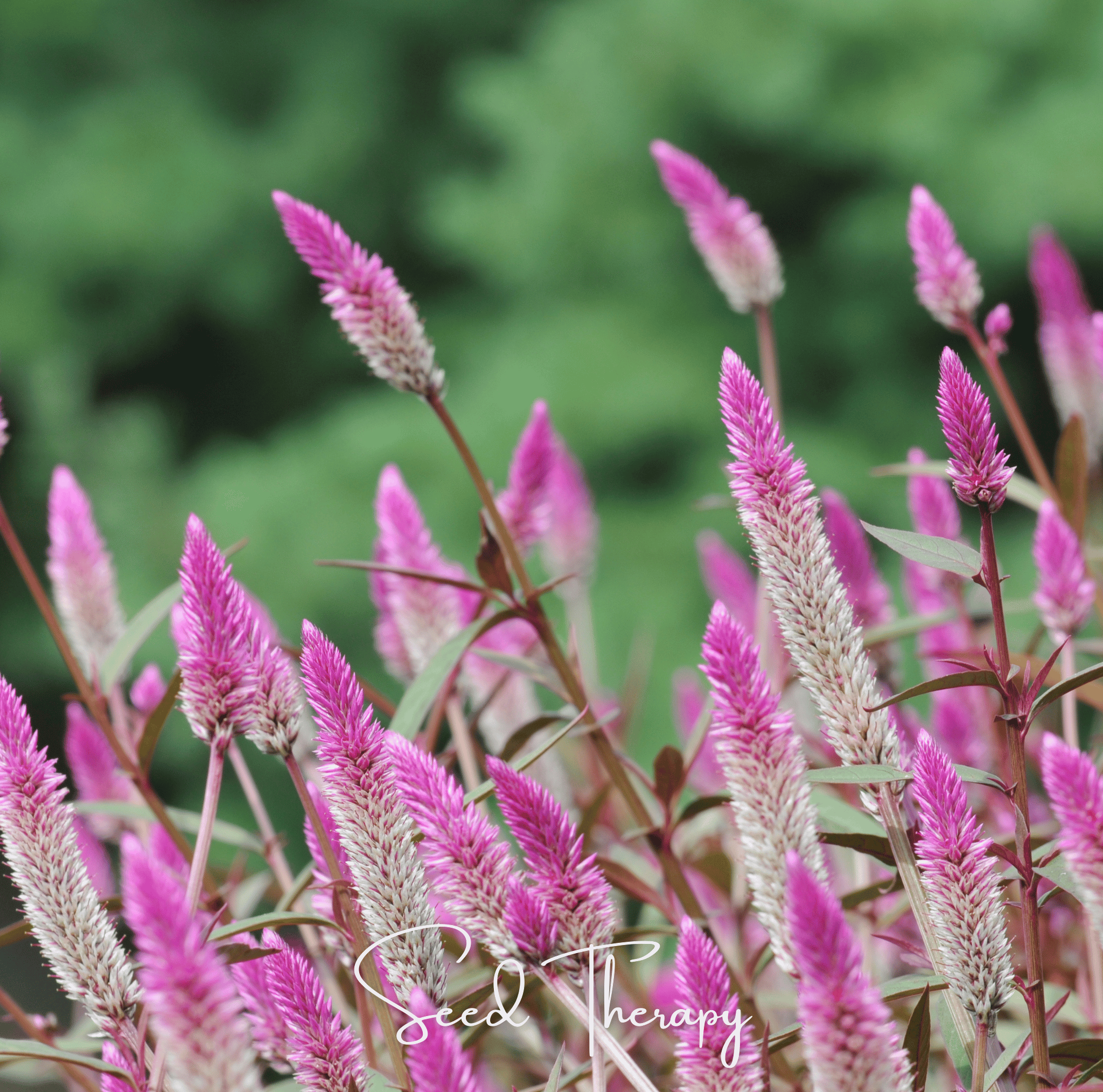 Silver Bloom Plumes– 40 Seeds