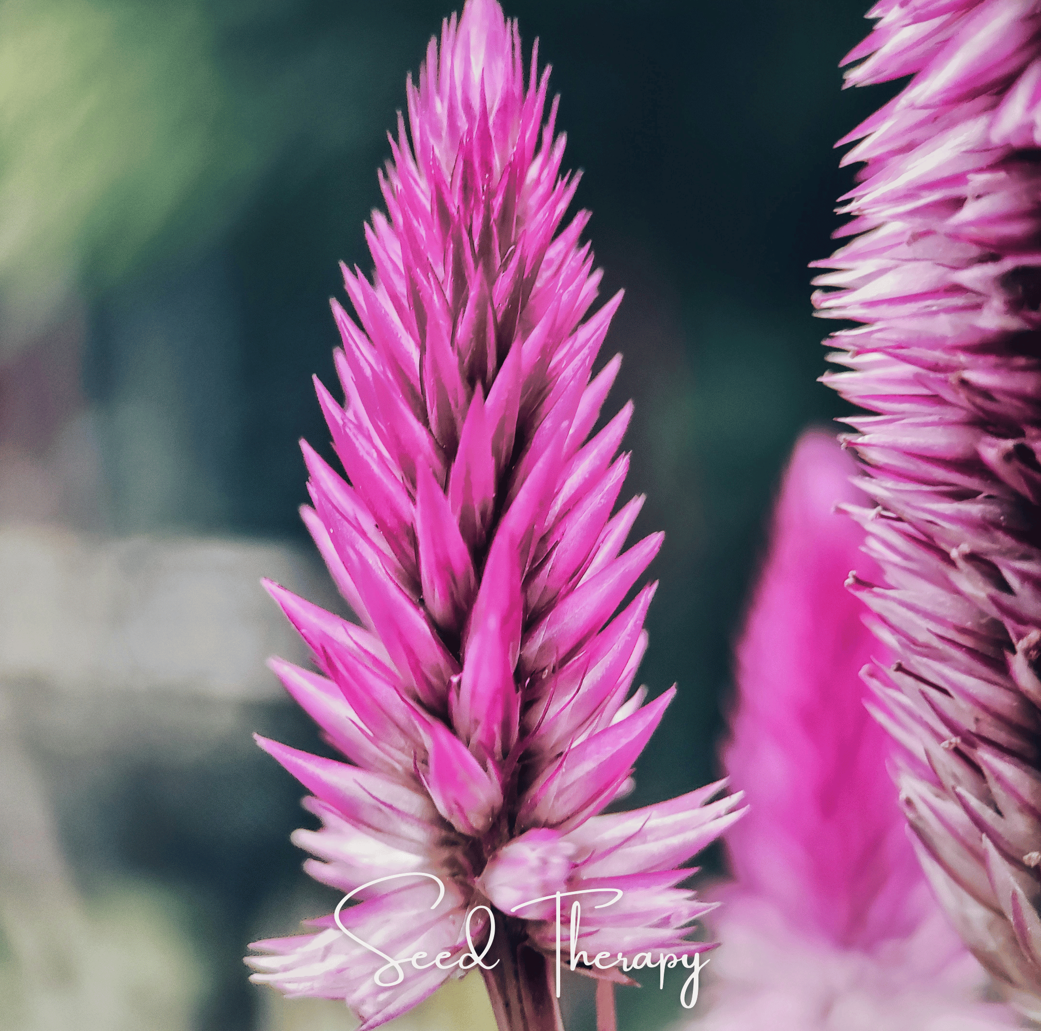Silver Bloom Plumes– 40 Seeds