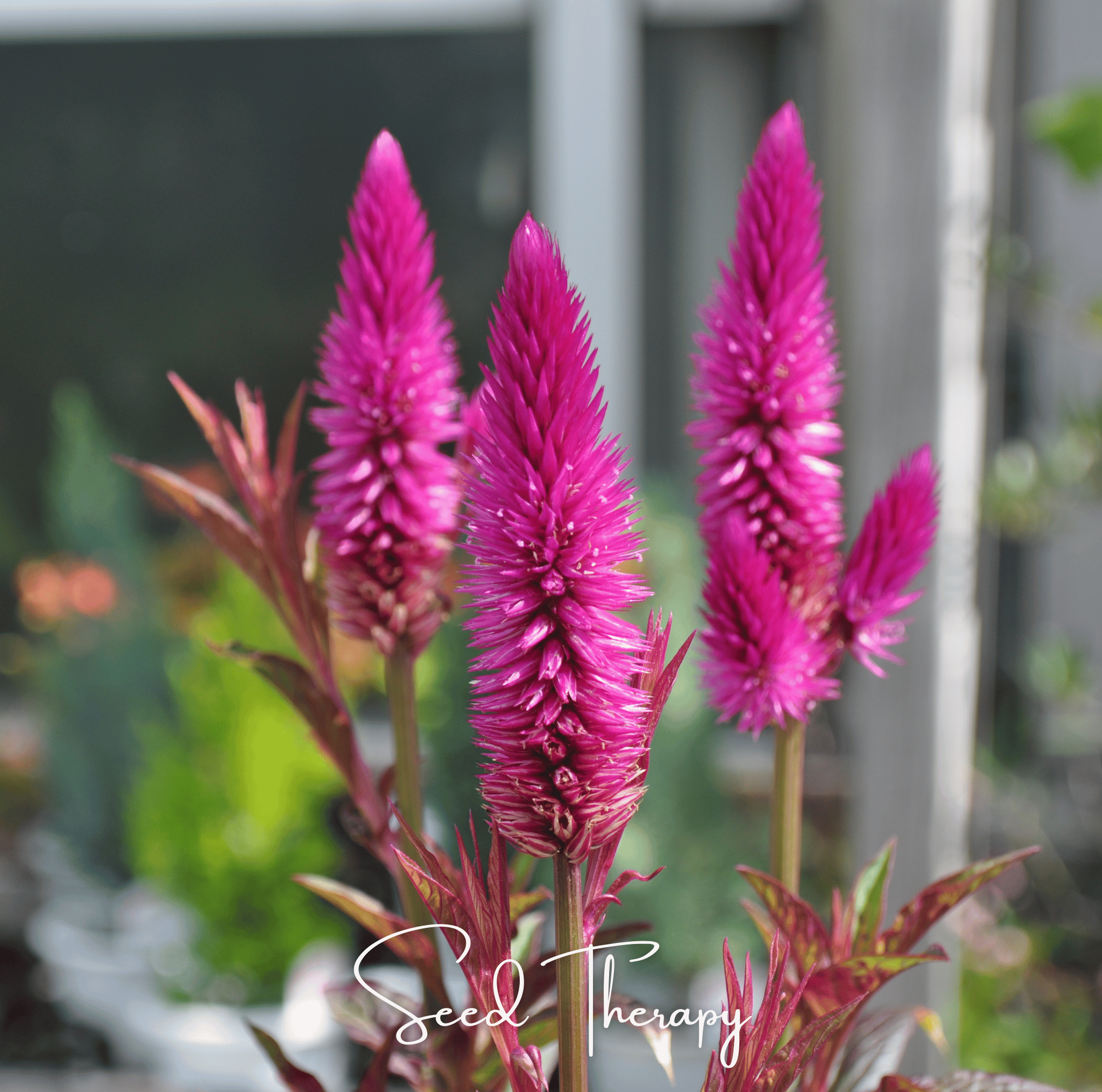 Silver Bloom Plumes– 40 Seeds
