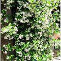 Vine with white flowers and green leaves in a garden setting