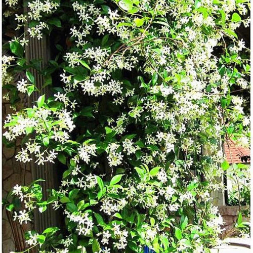 Vine with white flowers and green leaves in a garden setting