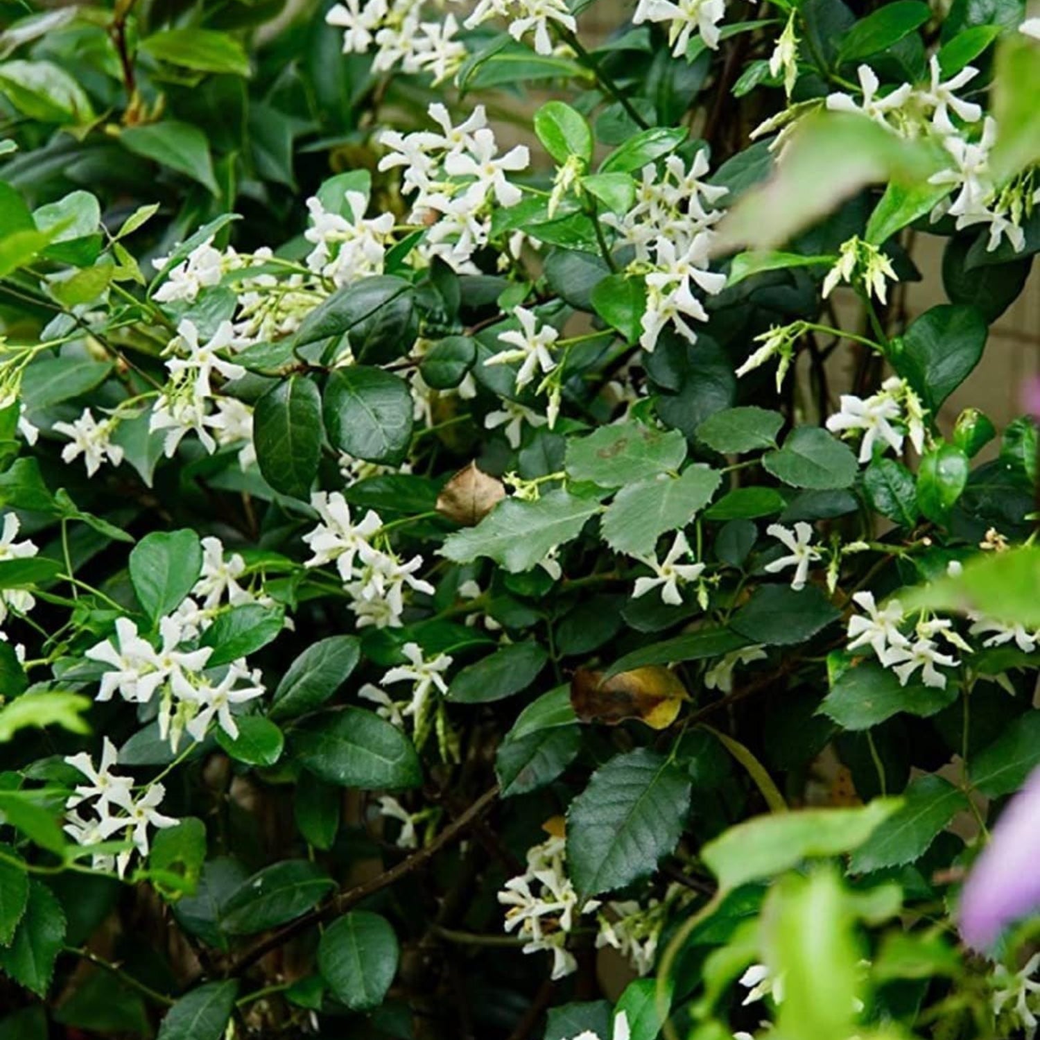 White flowers with green leaves in a natural setting