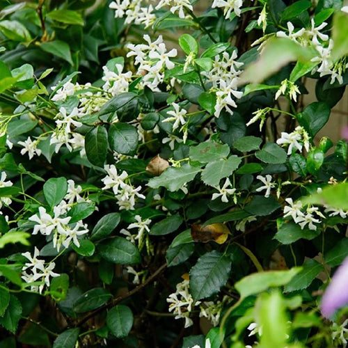 White flowers with green leaves in a natural setting