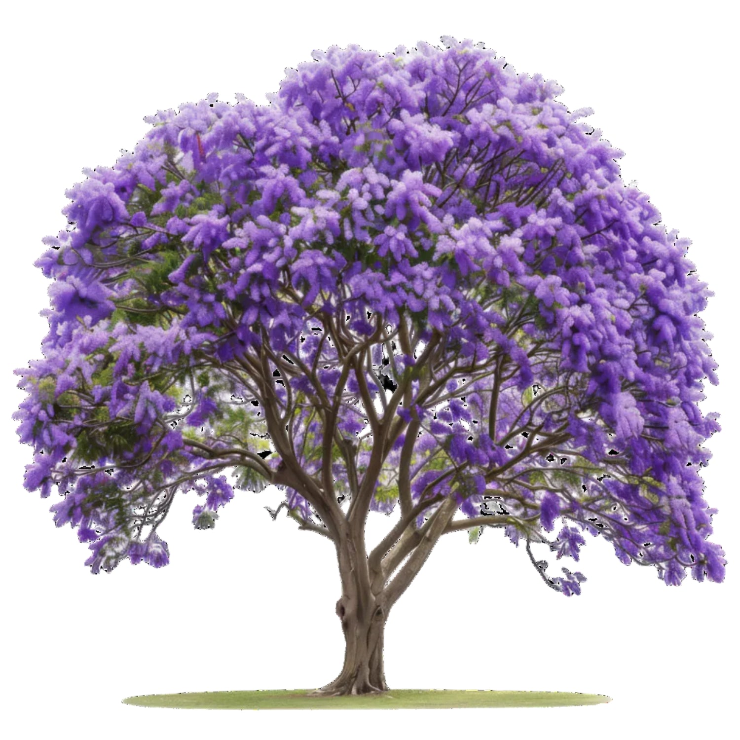 tree with purple flowers on white background