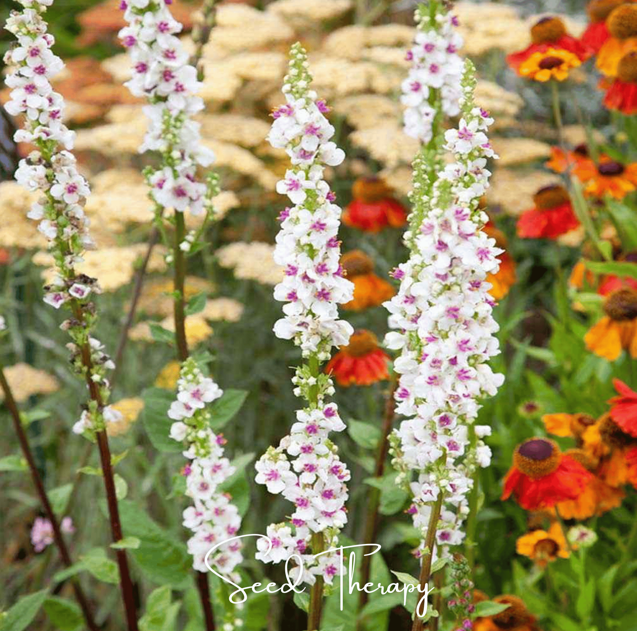 Moonlit Candle Spires – Heirloom Verbascum Seeds (50 ct) | Lumenwood Hollow Collection