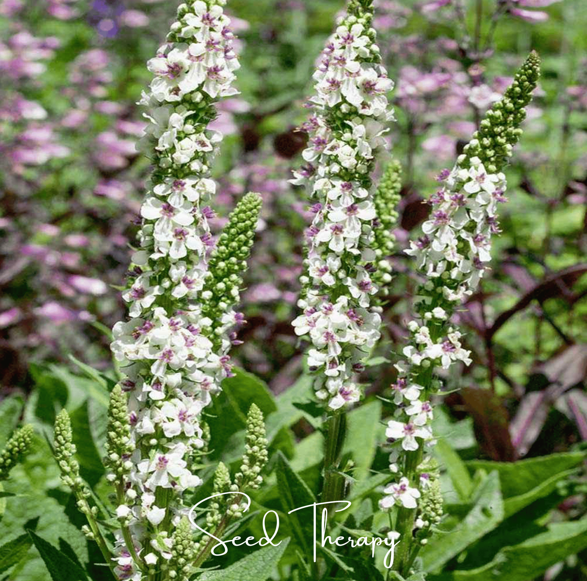 Moonlit Candle Spires – Heirloom Verbascum Seeds (50 ct) | Lumenwood Hollow Collection