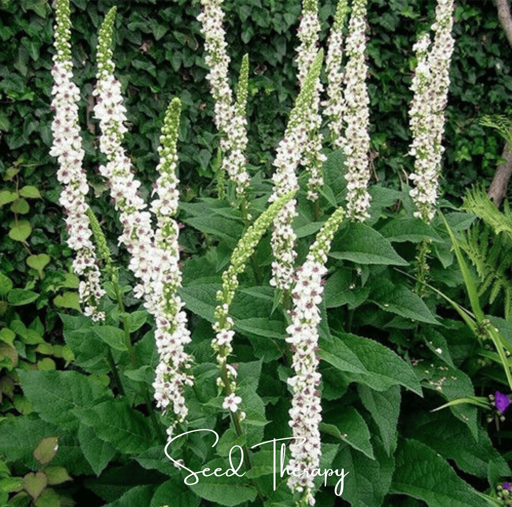 Moonlit Candle Spires – Heirloom Verbascum Seeds (50 ct) | Lumenwood Hollow Collection
