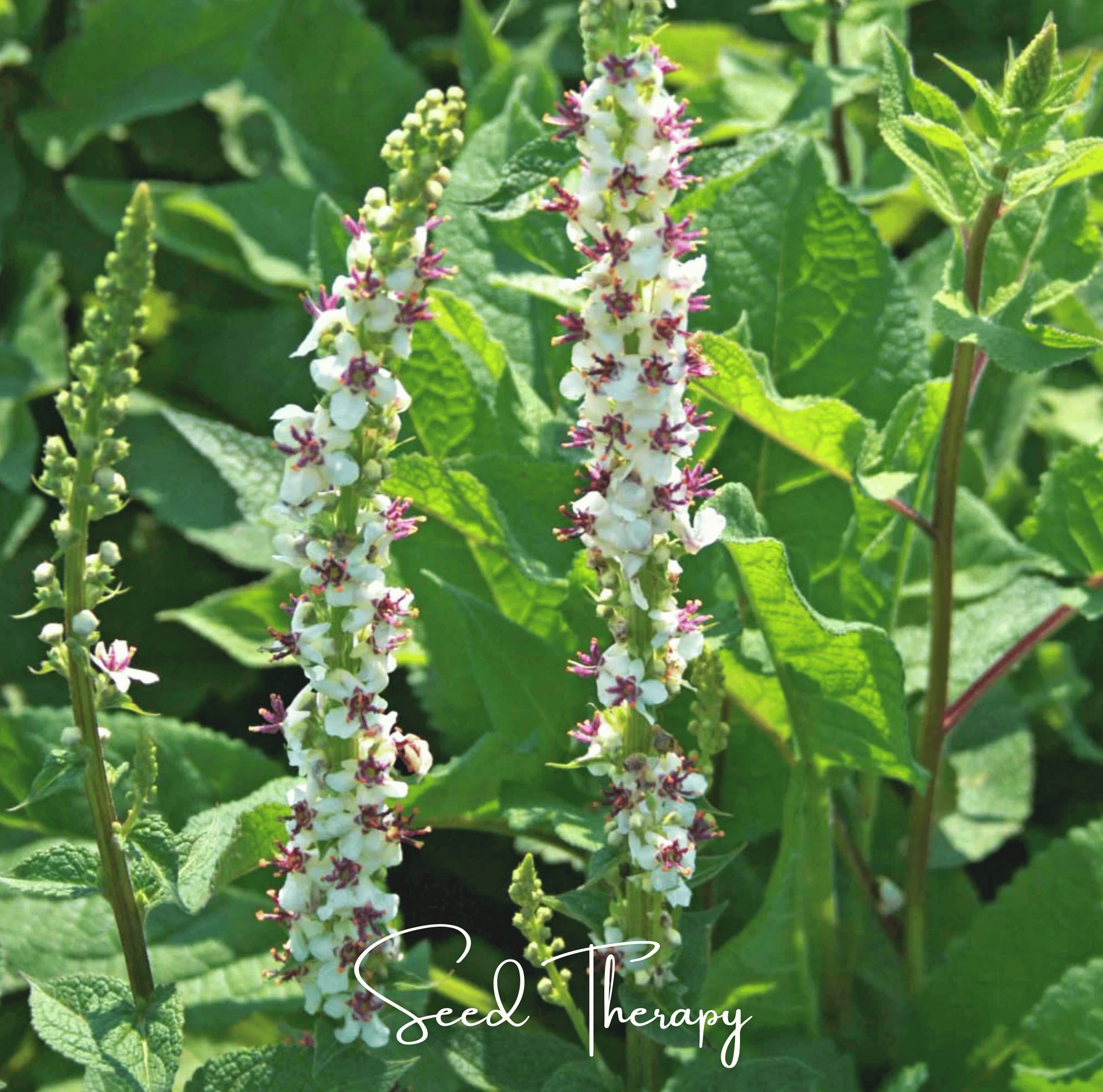 Moonlit Candle Spires – Heirloom Verbascum Seeds (50 ct) | Lumenwood Hollow Collection