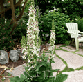 Moonlit Candle Spires – Heirloom Verbascum Seeds (50 ct) | Lumenwood Hollow Collection