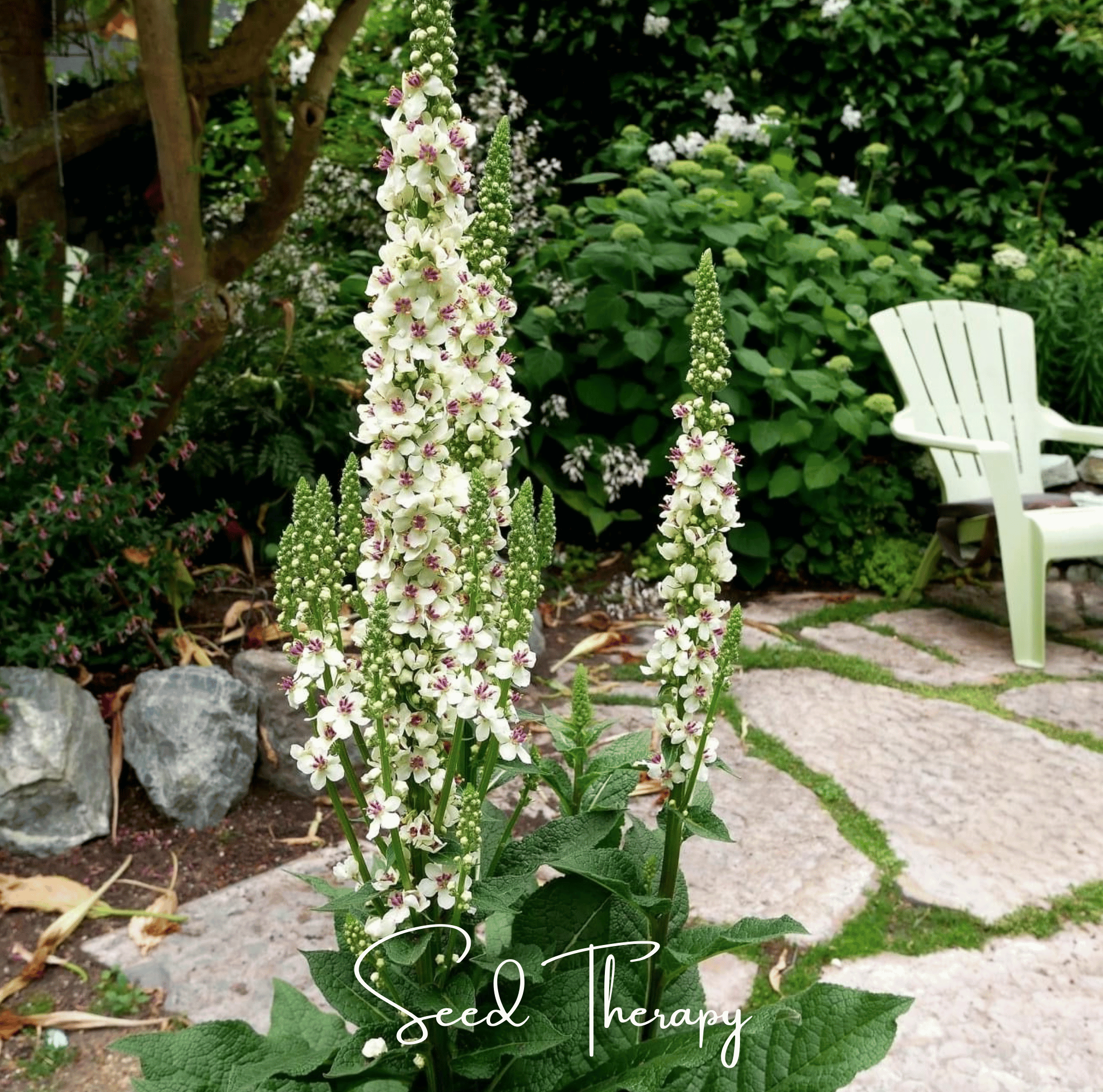 Moonlit Candle Spires – Heirloom Verbascum Seeds (50 ct) | Lumenwood Hollow Collection